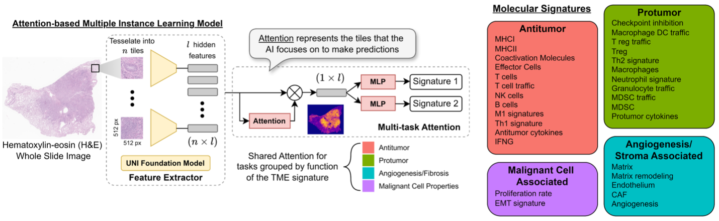 This figure depicts a schematic diagram of how HistoTME's AI algorithm works. A whole slide H&E image is provided as input and broken down to 256x256 µm tiles. Each image tile captures a unique region of the WSI. The UNI foundation model is applied to each tile to extract rich histopathological feature embeddings. Finally a multitask attention based multiple instance learning module learns to summarize relevant features from the WSI that correlate with the expression of specific molecular signatures