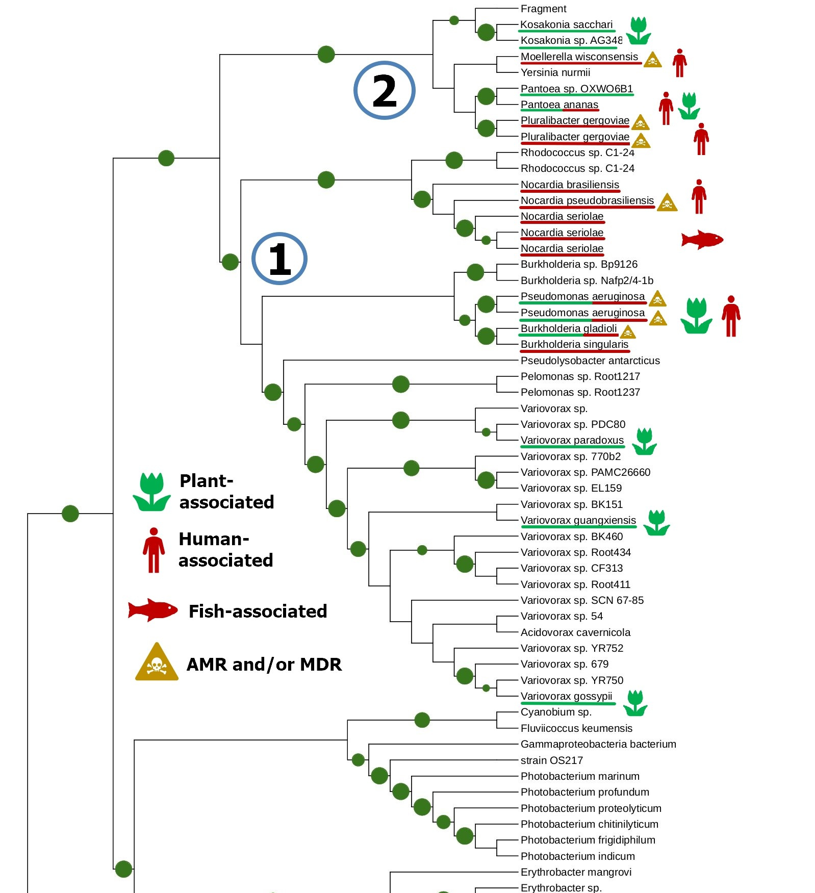 Phylogenetic tree cluster 1