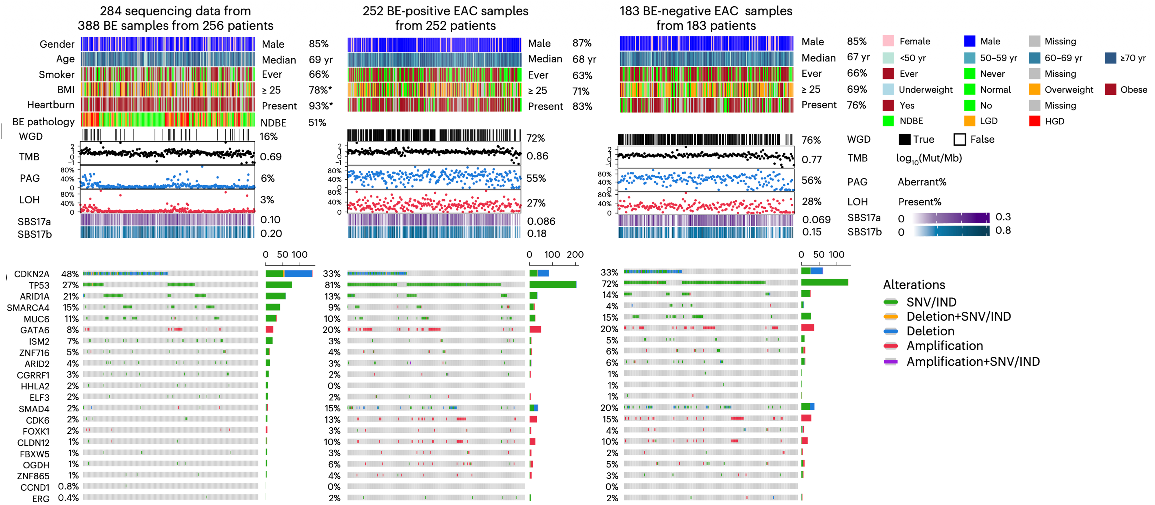A three-panel genomic landscape figure comparing Barrett's esophagus (pre-cancer) samples with two types of oesophageal cancer: those arising from Barrett's (BE-positive EAC) and those arising without it (BE-negative EAC). The top section of each panel      shows colour-coded bars representing patient characteristics — including sex, age, smoking history, BMI, and heartburn — alongside dot plots showing each tumour's mutation burden and genomic instability. The bottom section shows which cancer-driver genes      are mutated in each group, and how often, using coloured tiles per patient. Notably, whole-genome doubling (a hallmark of advanced cancer) is rare in pre-cancerous Barrett's tissue (16%) but common in both cancer types (~72–76%). The mutation patterns and     driver gene frequencies look broadly similar between Barrett's-positive and Barrett's-negative cancers, suggesting they share similar genomic mechanisms despite different clinical origins.