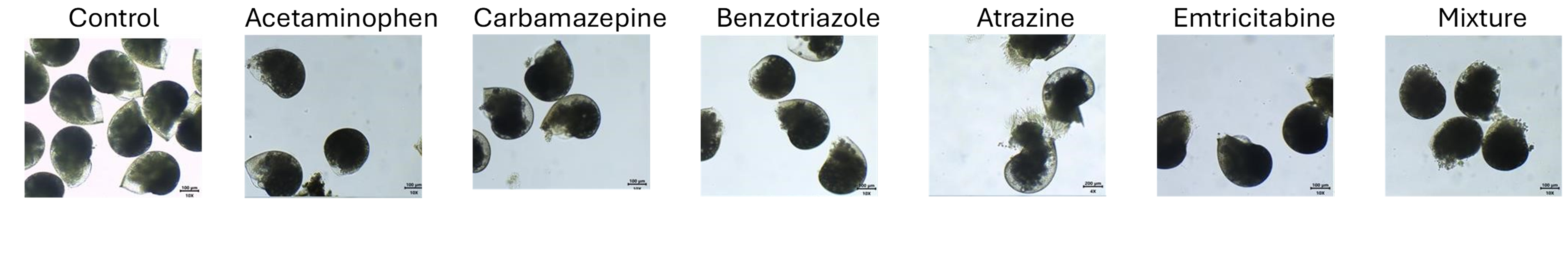 Visually demonstrates developmental toxicity—supports the statement that all pollutants led to abnormalities.