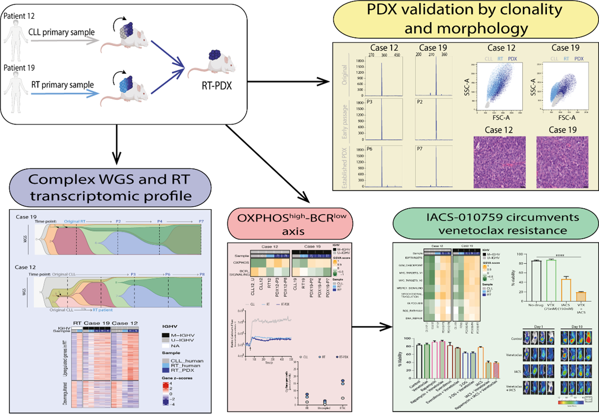 Figure 1. Two new PDX have been established, one of them came from an initial CLL sample which confirmed the idea of early seeding from RT cells. [yellow] Morphological and clonality studies were carried out to establish that both PDXs are RT and come from the original clone. [blue] Genomic and transcriptomic characterization confirmed the evolution to RT. [red] In vitro studies confirmed the OXPHOShigh-BCRlow axis. [green] The new in vivo model was used to test new therapeutic strategies.