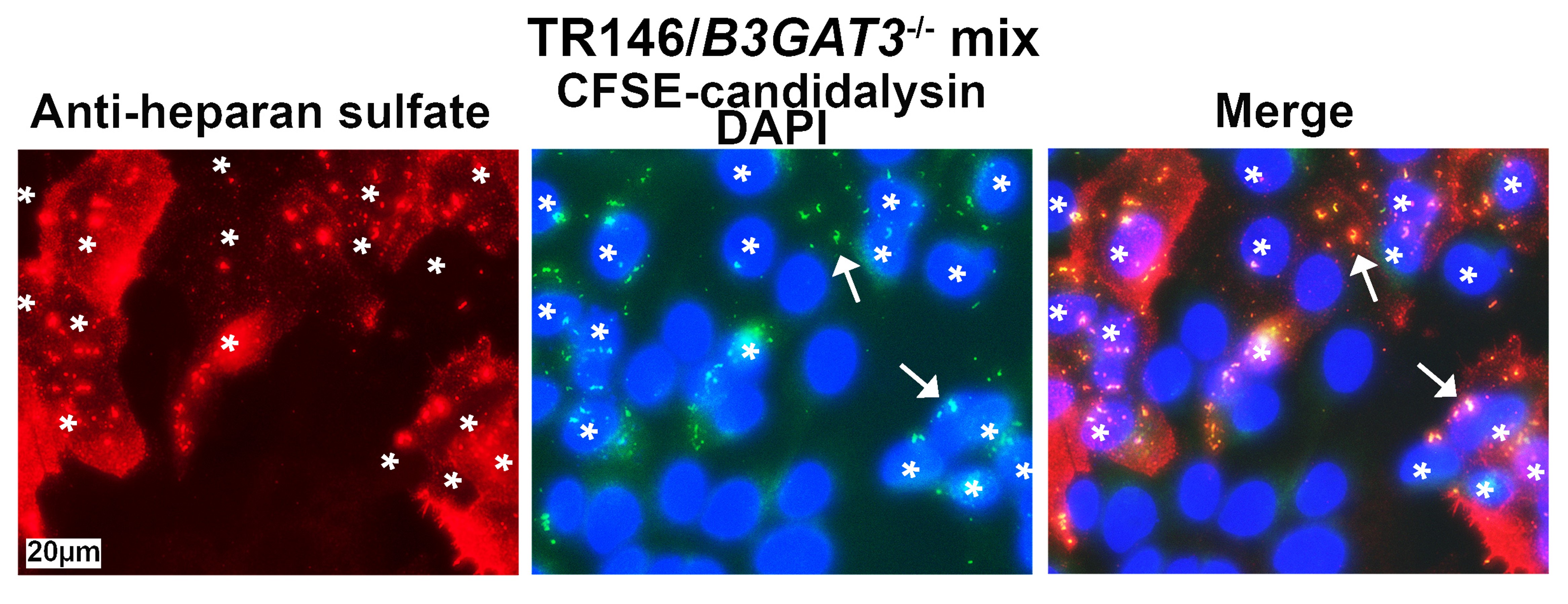 Interaction of CFSE-candidalysin with a 1:1 mixture of TR146 and GAG-deficient B3GAT3-/- cells for 20 min. Arrows indicate representative candidalysin aggregates. The TR146 cells stain for heparan sulfate (red) and are marked with asterisks. Scale bar: 20 μm. 