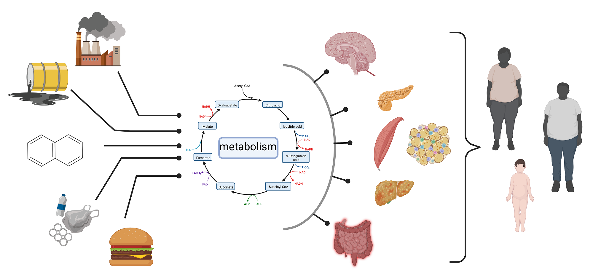 Image representing the combinatorial mechanisms of obesogens
