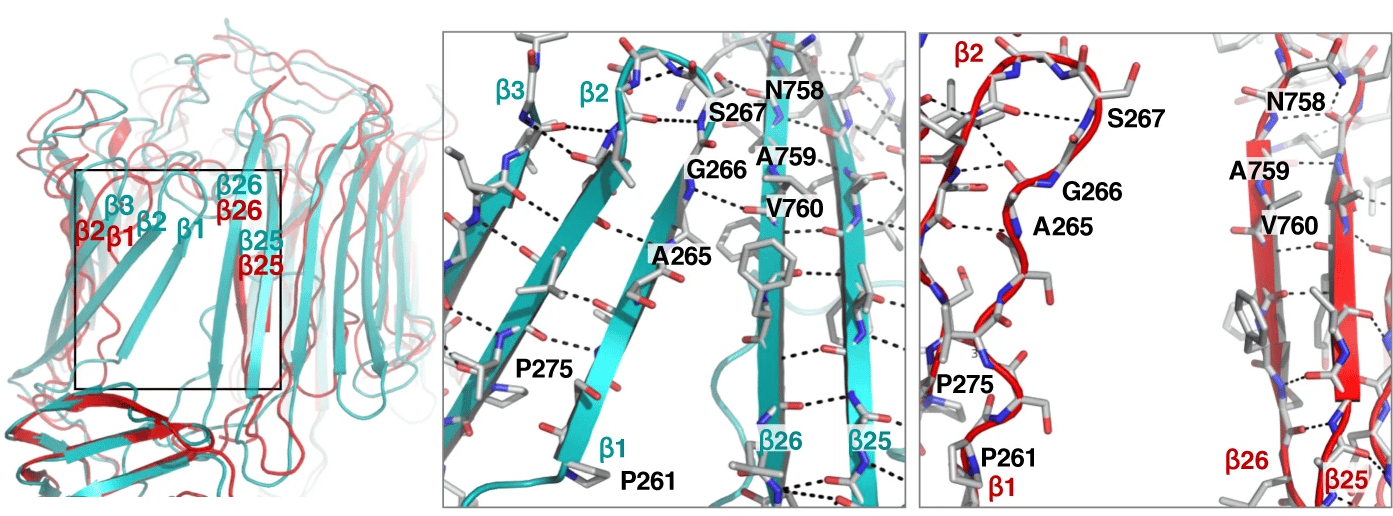 Superimposed structures of partly (cyan) and fully open conformations (red). 