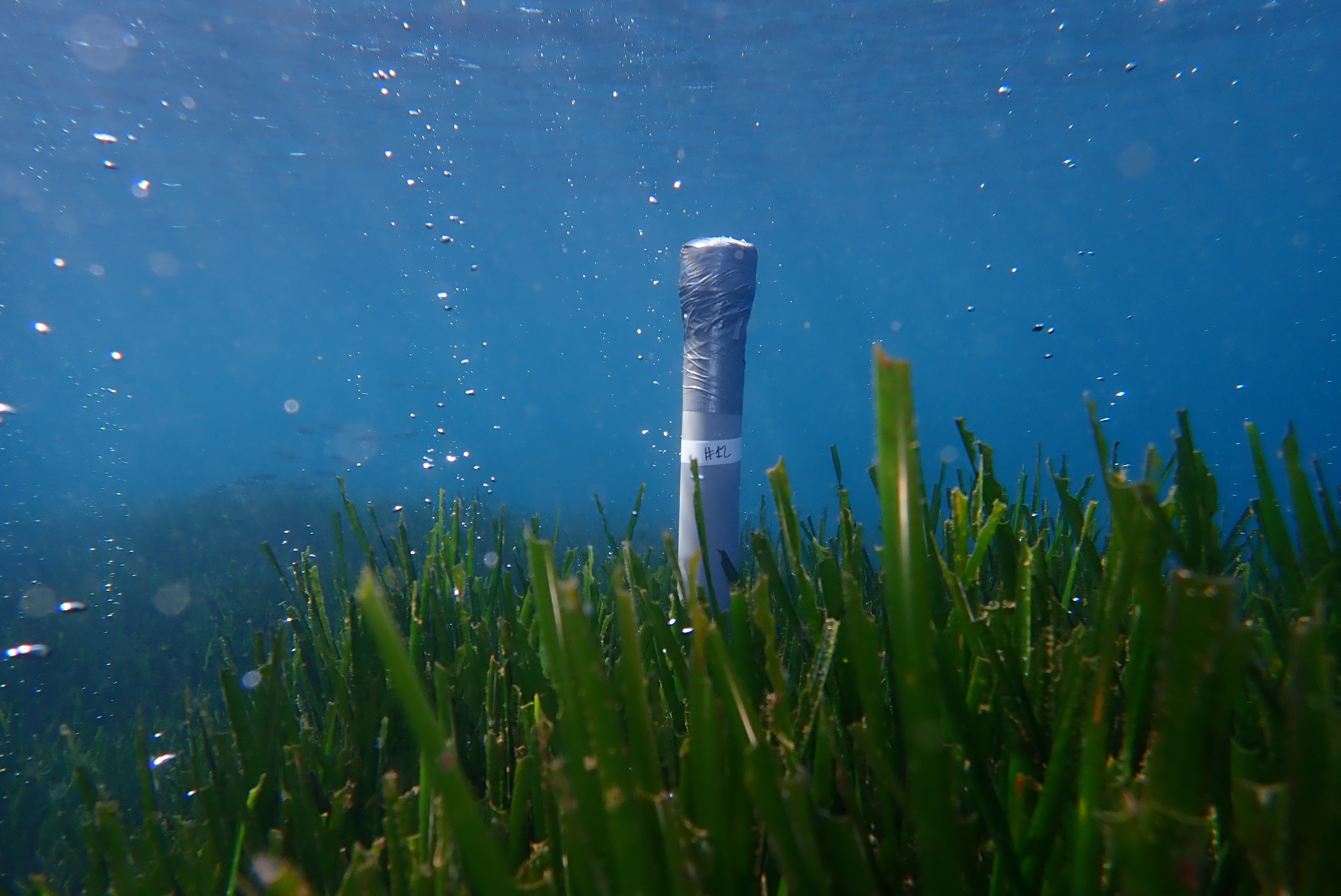 A sediment core inserted into the seagrass sediment. Photo: N. Teixidó