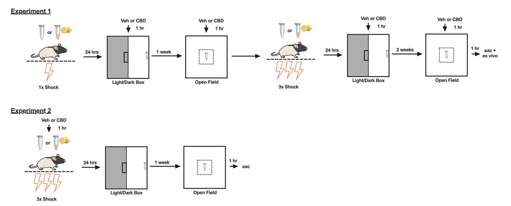 24 h later, vehicle or 10 mg/kg CBD (i.p.) was given 1 h prior to the light/dark test with the cue in the present in the box. Open field was tested 1 week after the shock session with the cue situated in the center of the field. These same animals then underwent three additional fear conditioning sessions and repeated the anxiety tests with the final open field completed two weeks after the final shock. Rats were sacrificed one hour after the final open field test. In Experiment 2, rats underwent three consecutive shock sessions with or without the cue after being administered vehicle or CBD. Anxiety was tested in the light/dark box and open field 24 h and 1 week after the final shock session, respectively.