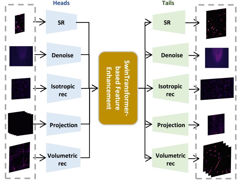 It consists of three components, including multiple feature extraction modules, a Swin transformer-based feature enhancement module, and multiple image reconstruction modules. The multi-head and multi-tail branches of different network structures are adopted to extract task-specific shallow features and reconstruct images for different fluorescence microscopy-based image restoration tasks.