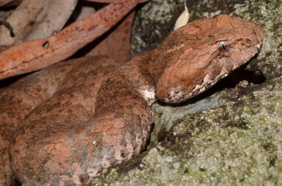 Acanthophis antarcticus in Brisbane; Timothy NW Jackson personal archive