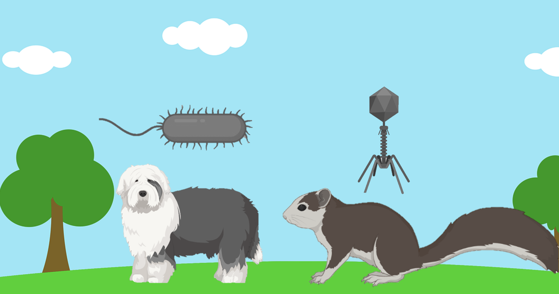 sheepdog and squirrel in park with bacteria and phage over animals, respectively