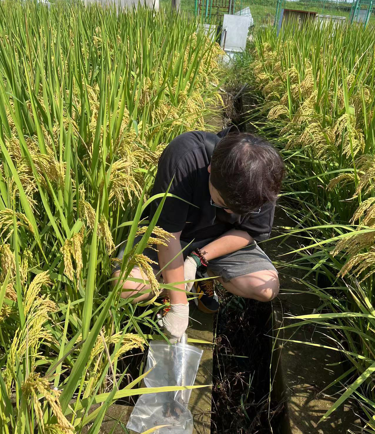 Collecting rhizosphere soil samples from rice paddies during my PhD fieldwork in China.