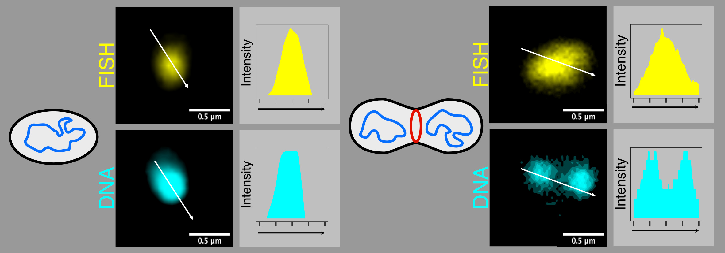 Two bacterial cells, fluorescently stained with FISH and a DNA-specific stain (DAPI). Left: A non-dividing cell. Right: The two DNA maxima of the separated replicated genomes is clearly visible in the right image.