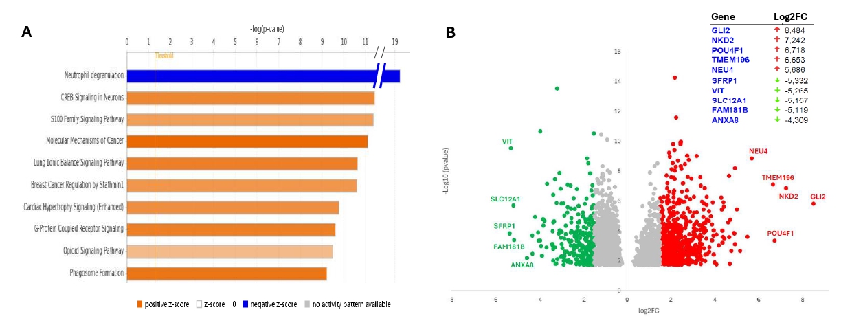 (A) Top ten deregulated canonical pathways identified from IPA analysis. (B) Volcano plot visualizing differentially expressed protein-coding genes (with p-value <0.05) between the two groups of patients (high and normal/low RUNX1A expression). Upregulated (Log2FC > 1.5) and downregulated (Log2FC < -1.5) genes are marked in red and green, respectively. The top five deregulated protein-coding genes are reported in the table (top–right). 