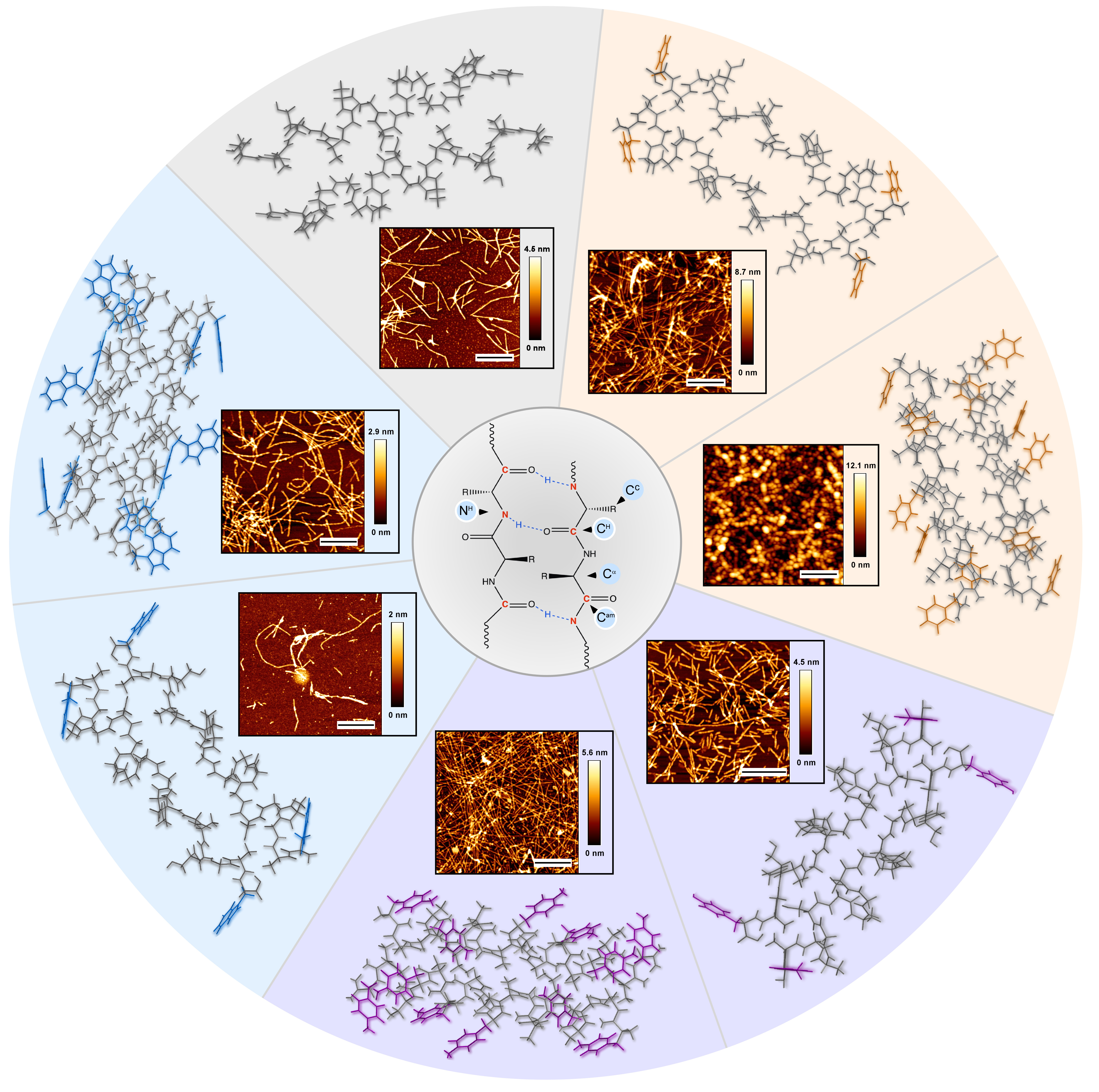 Schematic representation of the peptide design approach enabling modulation of H-bonded network and fine-tuning the mechanics of the peptide assemblies. Figure showing (from center towards the circle edges) the scheme of the peptide H-bonded network, atomic force microscopy images of the peptide assemblies and the relative orientation of the two peptide molecules constructing these assemblies. 