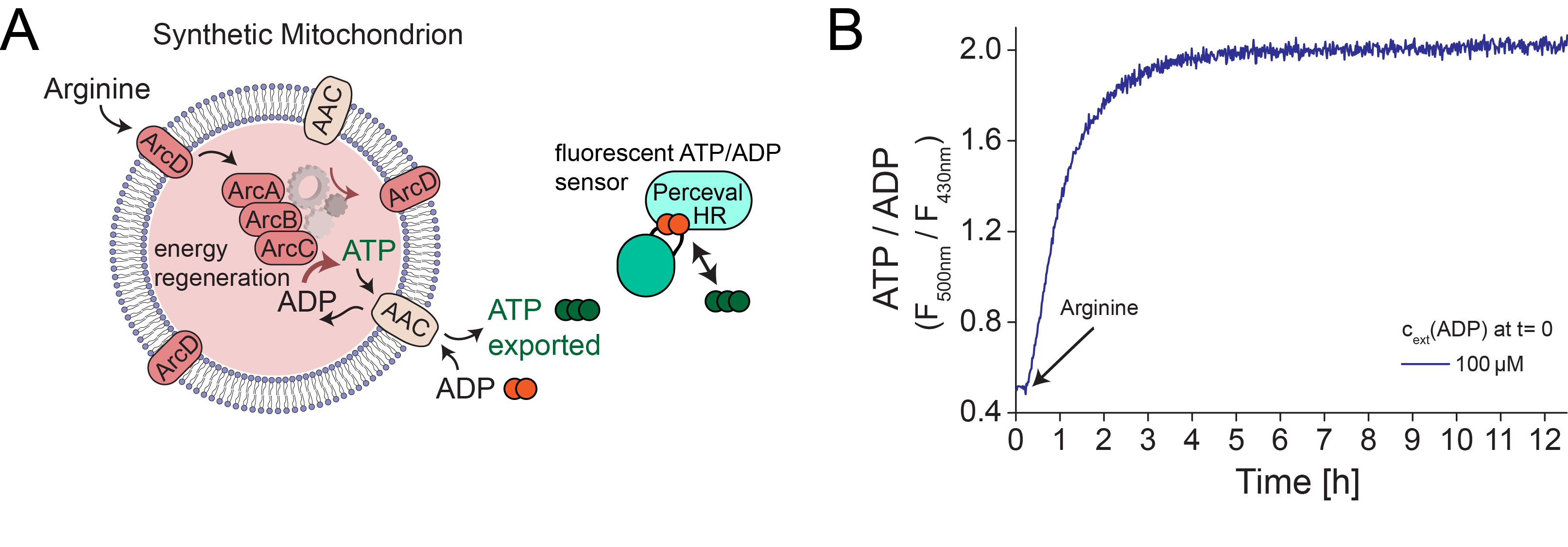 Synthetic Mitochondrion