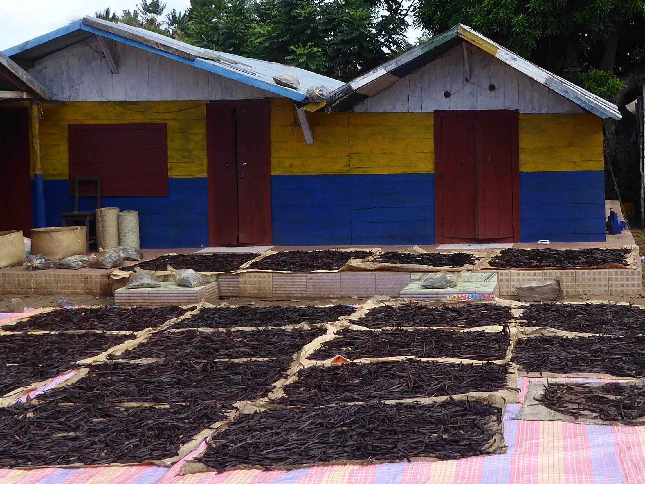 Drying of vanilla beans in north-eastern Madagascar. The fermentation process (including sweating and drying of beans) takes several weeks and is necessary for the beans to develop the typical Vanilla flavor. A farmer can earn from one kg of dried vanilla beans up to 10 times more than from one kg of green vanilla.