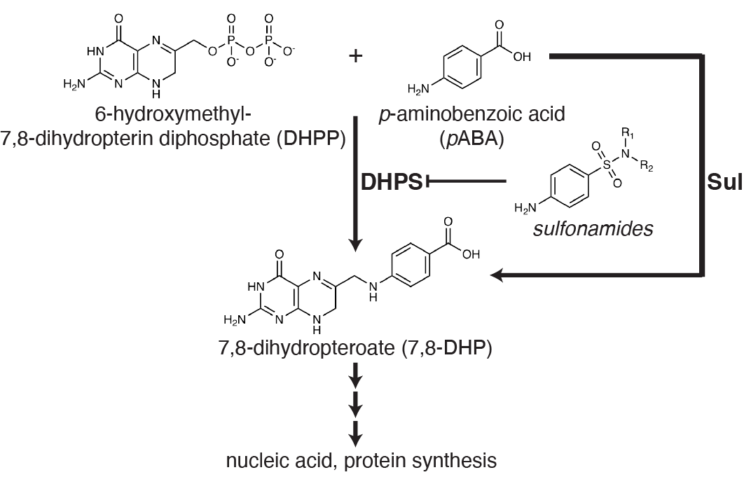 DHPS and Sul reaction in the folate pathway DHPS and Sul reaction in the folate pathway