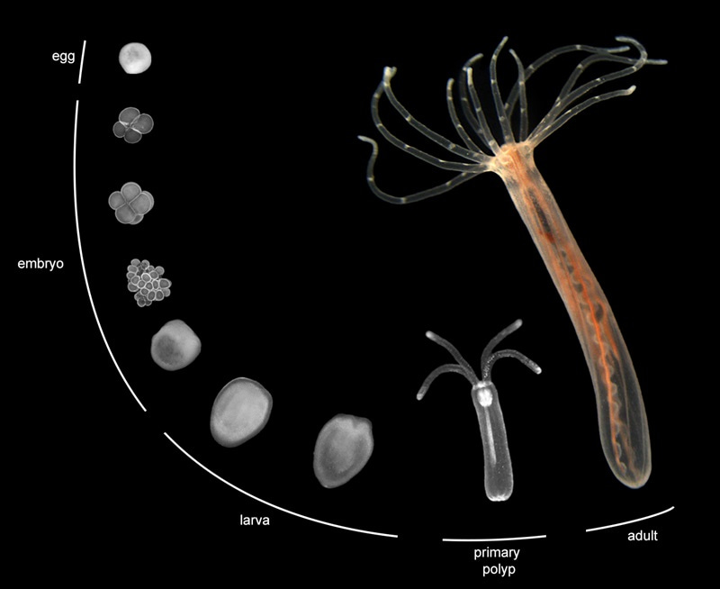 Photo showing the stages of the Nematostella life cycle, with early stages surrounding the adult stage.