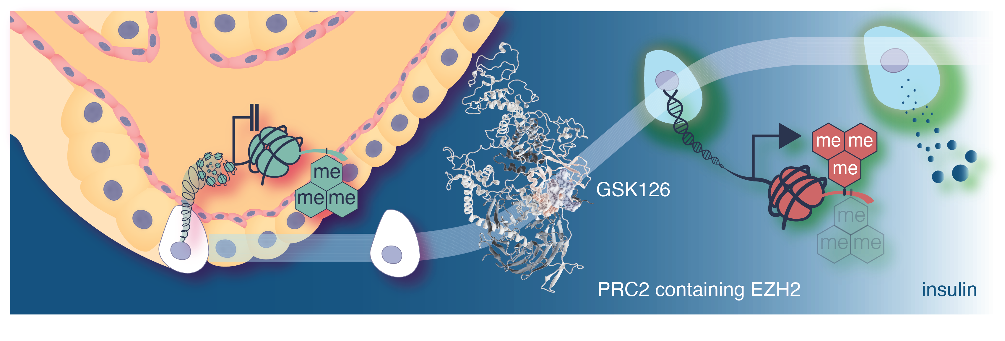 Pharmacological inhibition of EZH2 catalyses pancreatic progenitor activation and β-cell maturation. 