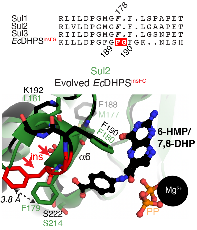 Comparison of the active sites of the Sul2 and lab evolved EcDHPS enzymes