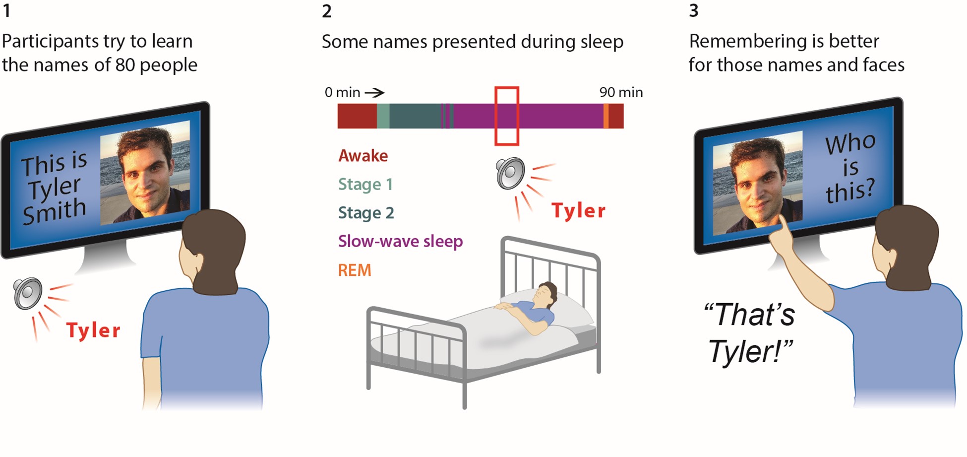 Overview of the experiment procedure showing participants learning to recognize faces, reactivation of faces during sleep, and testing memory after the sleep