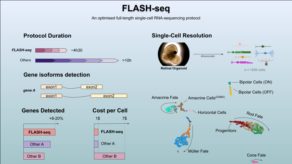 FLASH-seq for highly sensitive full-length single-cell RNA sequencing analysis