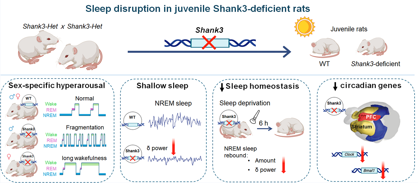Shank3 deficiency in juvenile rats leads to multi-level sleep disruption, including sex-specific hyperarousal phenotypes (sleep fragmentation in males and prolonged wakefulness in females), shallow NREM sleep with reduced delta (δ) power, and impaired sleep homeostasis (blunted NREM rebound and δ-power compensation after 6 h sleep deprivation). These changes are accompanied by downregulation of circadian genes (e.g., Clock, Bmal1) in relevant brain regions such as the prefrontal cortex and striatum.