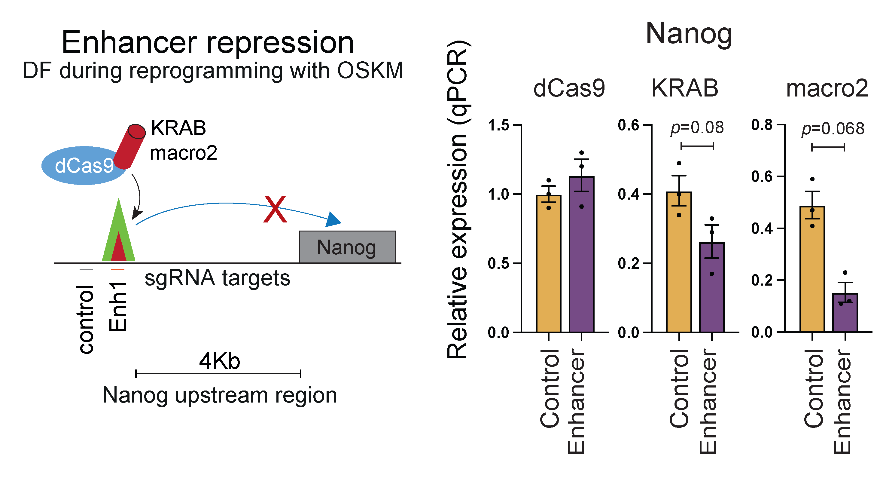 Enhancer repression model