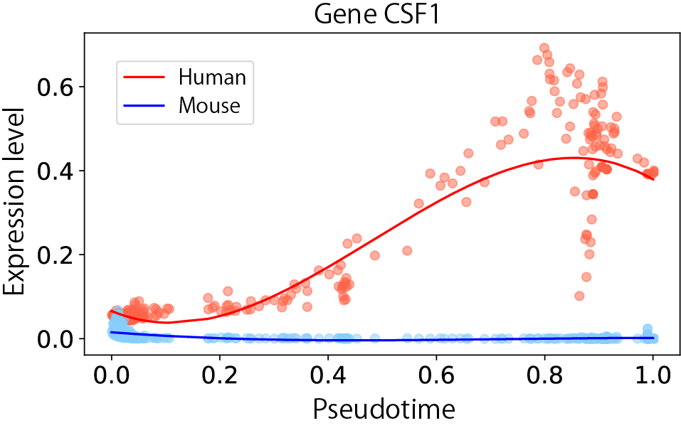 Expression dynamics of gene CSF1 along pseudotime from hematopoietic stem cell to erythrocyte between human and mouse from bone marrow cells data