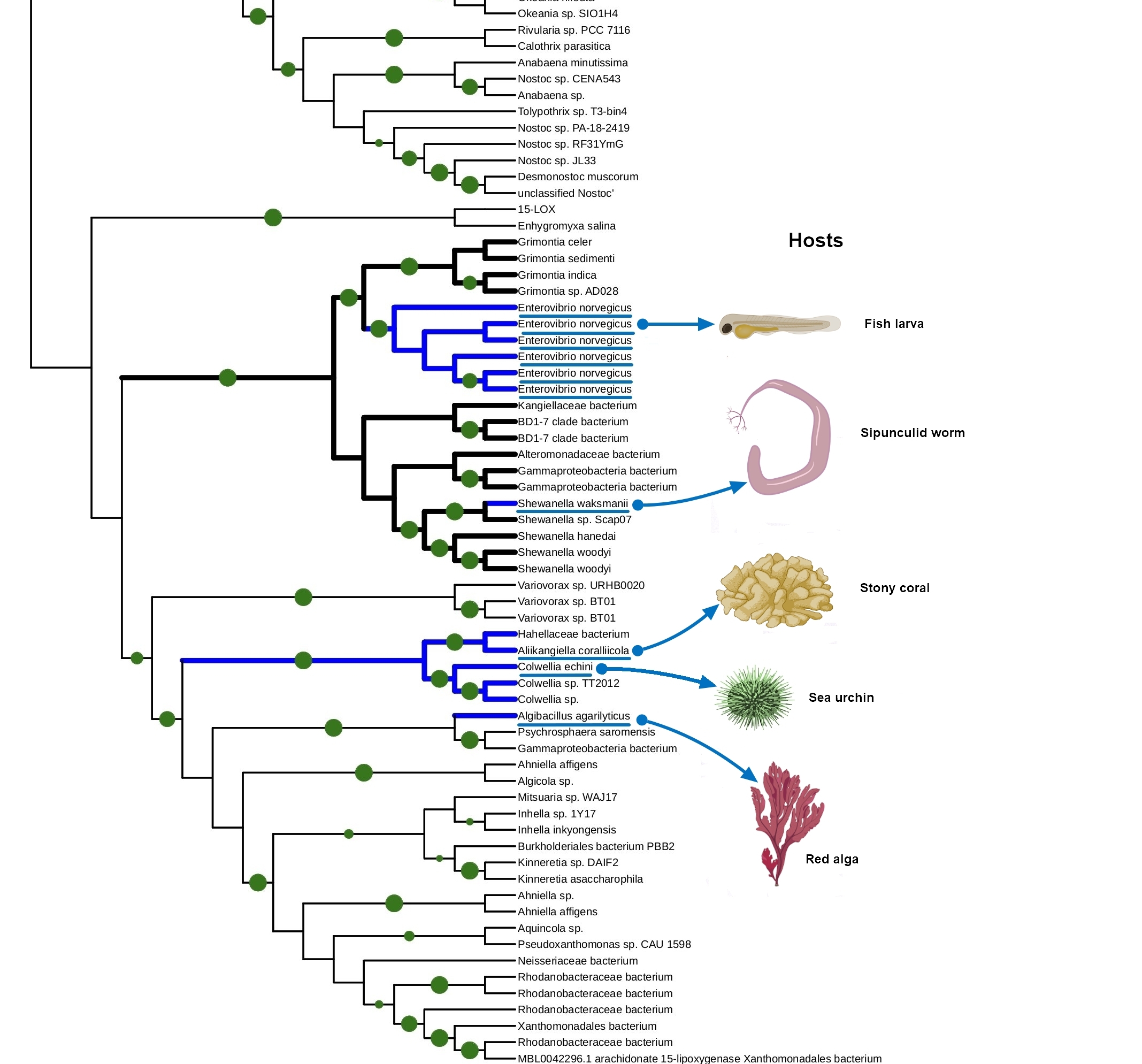 Phylogenetic tree image