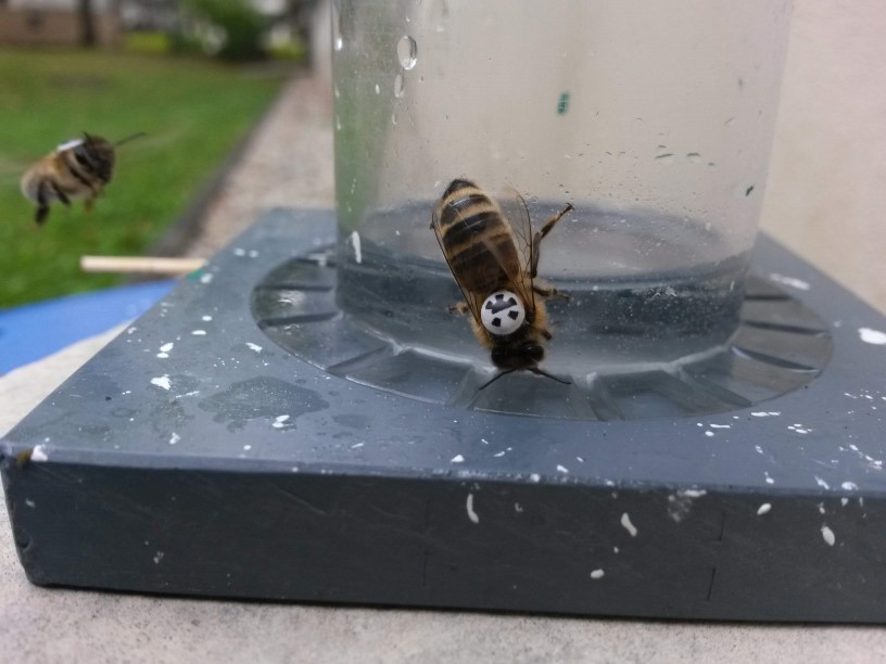 A honey bee equipped with a marker is visiting an artificial feeder.