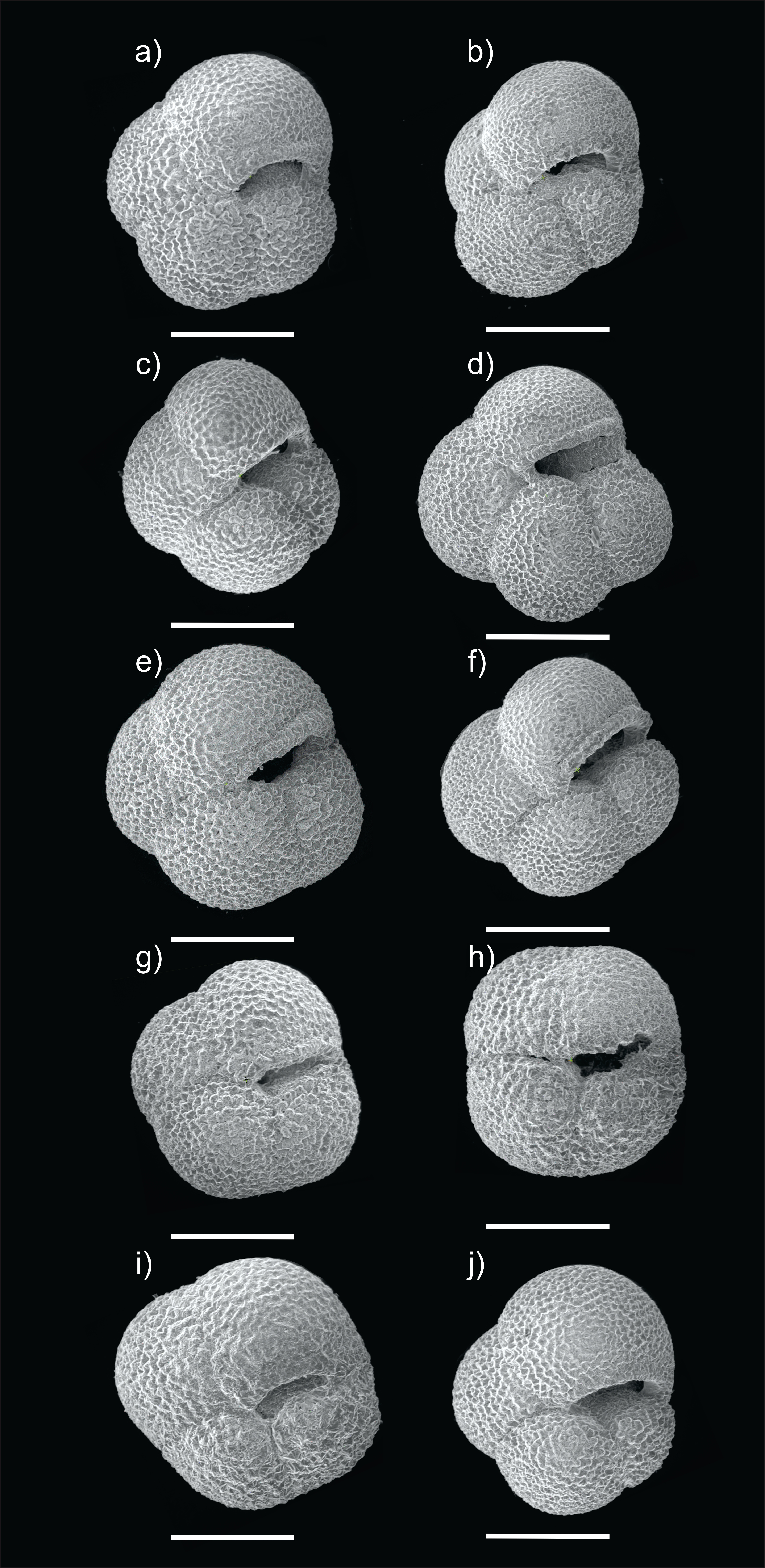Well-preserved specimens of planktonic foraminifera species Neogloboquadrina pachyderma (sinistral). White lines represent scale bars (200 μm).
