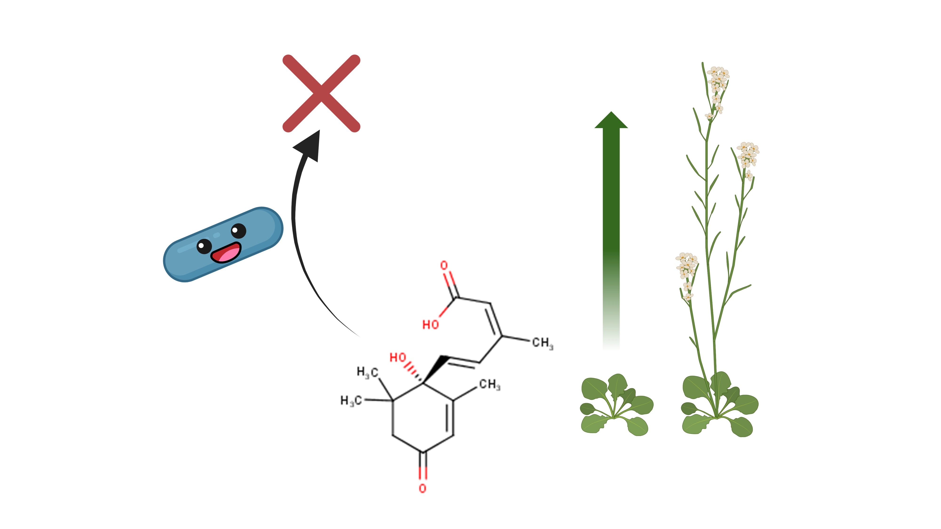 Novoshingobium degrading abscisic acid