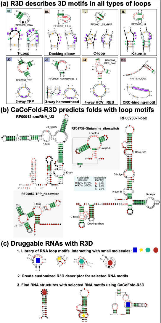 CaCoFold-R3D: prediction of RNA 3D motifs and RNA secondary structure framed by covariation information