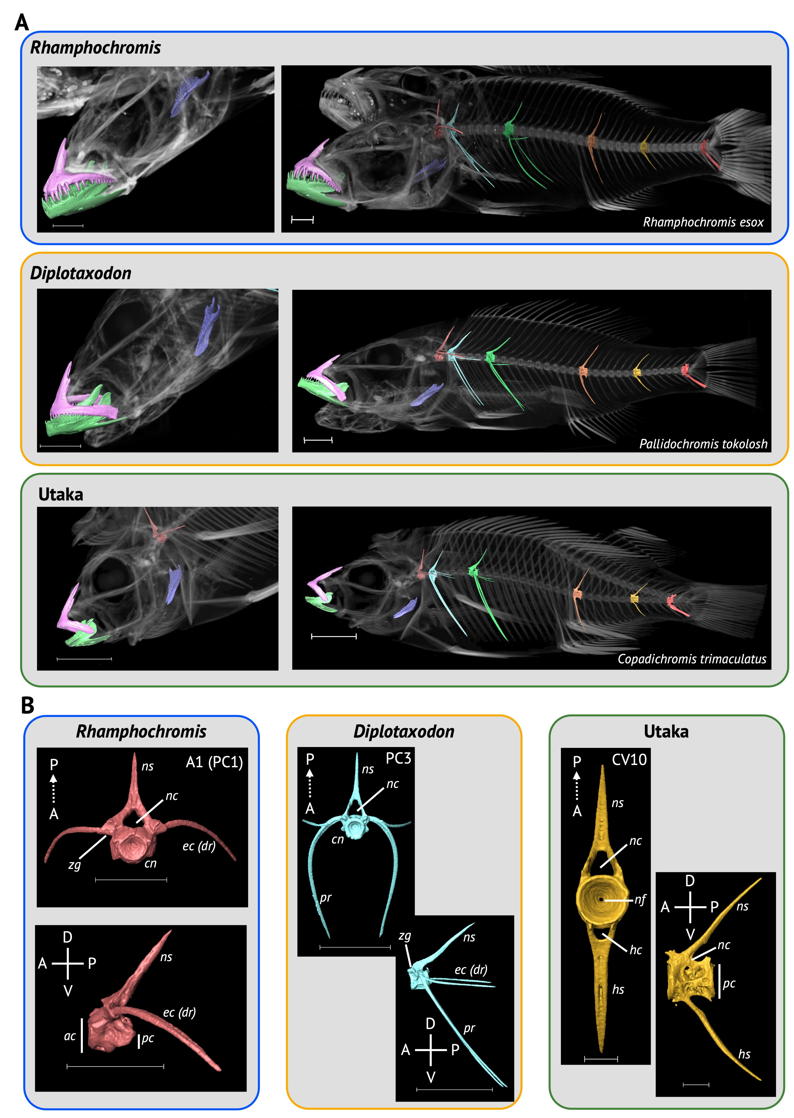 Lateral whole body renderings of Rhamphochromis esox, Pallidochromis tokolosh and Copadichromis trimaculatus are shown imposed with 3D-renderings of the premaxilla, dentary, lower pharyngeal jaw, precaudal vertebrae 1, 3 and 8 as well as caudal vertebrae 3, 10 and the pre-urostyle vertebrae imposed on the renderings. Below these renders are labelled images of 3D models of precaudal vertebrae 1 from Rhamphochromis esox, Precaudal vertebrae 3 from Pallidochromis tokolosh and caudal vertebrae 10 from Copadichromis trimaculatus.  