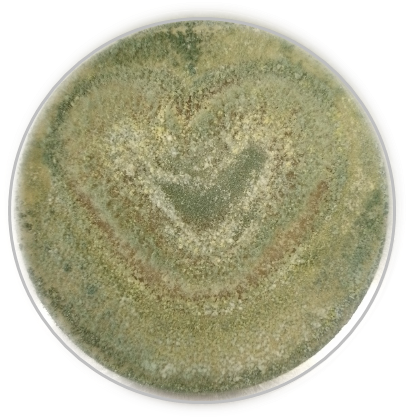 Trichoderma atroviride on PDA 