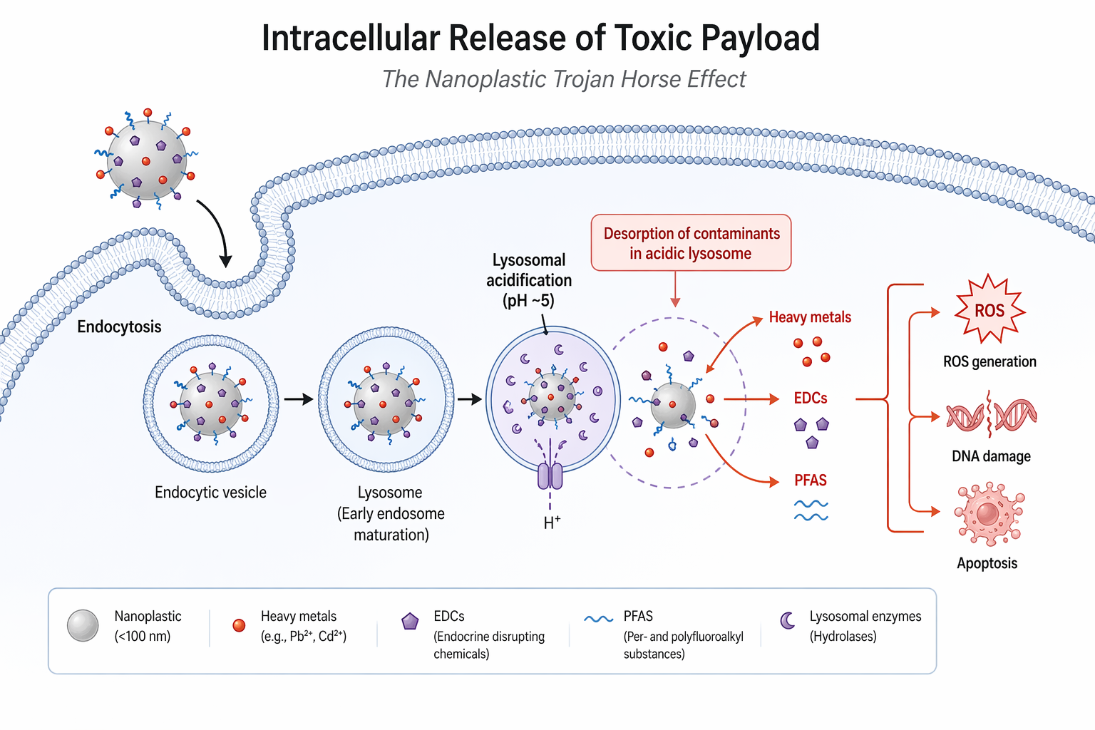 Nanoplastic Toxic payload