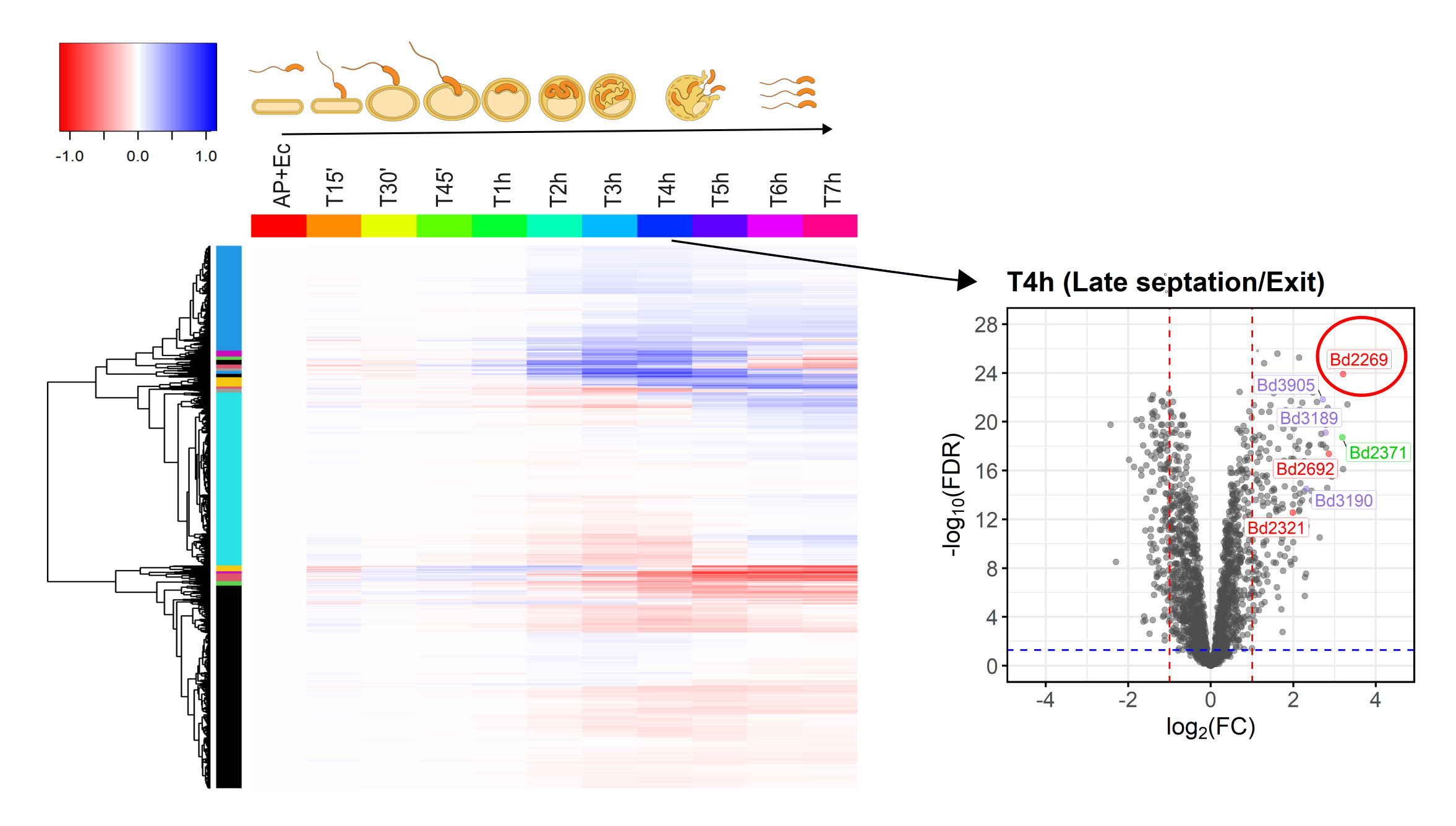 A volcano plot of this dataset (on the right) identifies predatory protease Bd2269 as up regulated in the prey exit phase (red encircled). In the heatmap protein abundances were normalized to the initial condition, where B. bacteriovorus is free swimming (AP = attack phase) and the E. coli is still on its own (Ec).