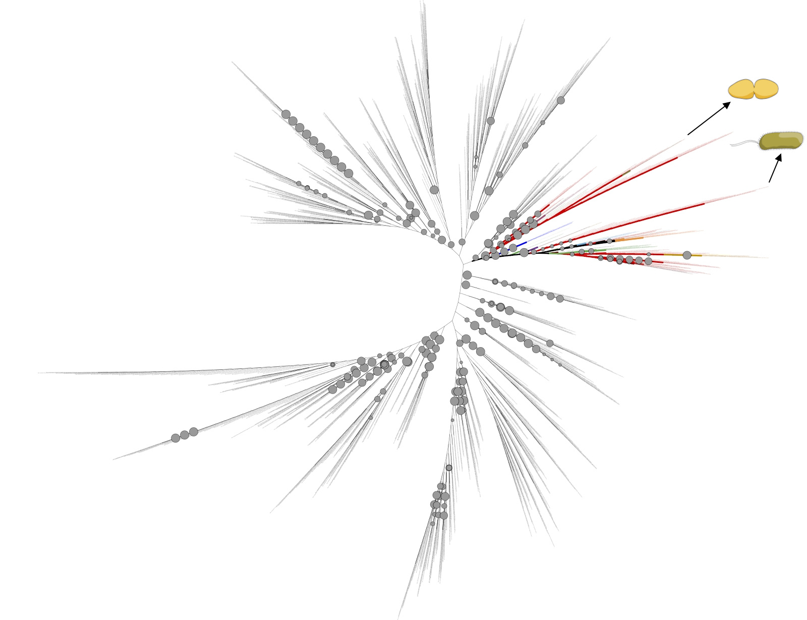 Phylogenetic tree cluster