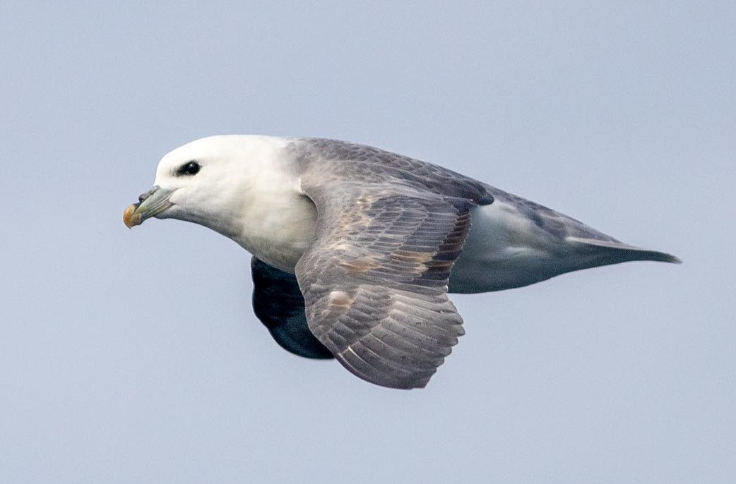 THis is the caption.