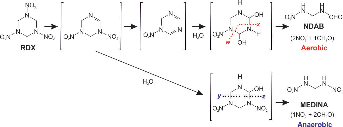 Chemcial structures of RDX and products produced by XplA activity
