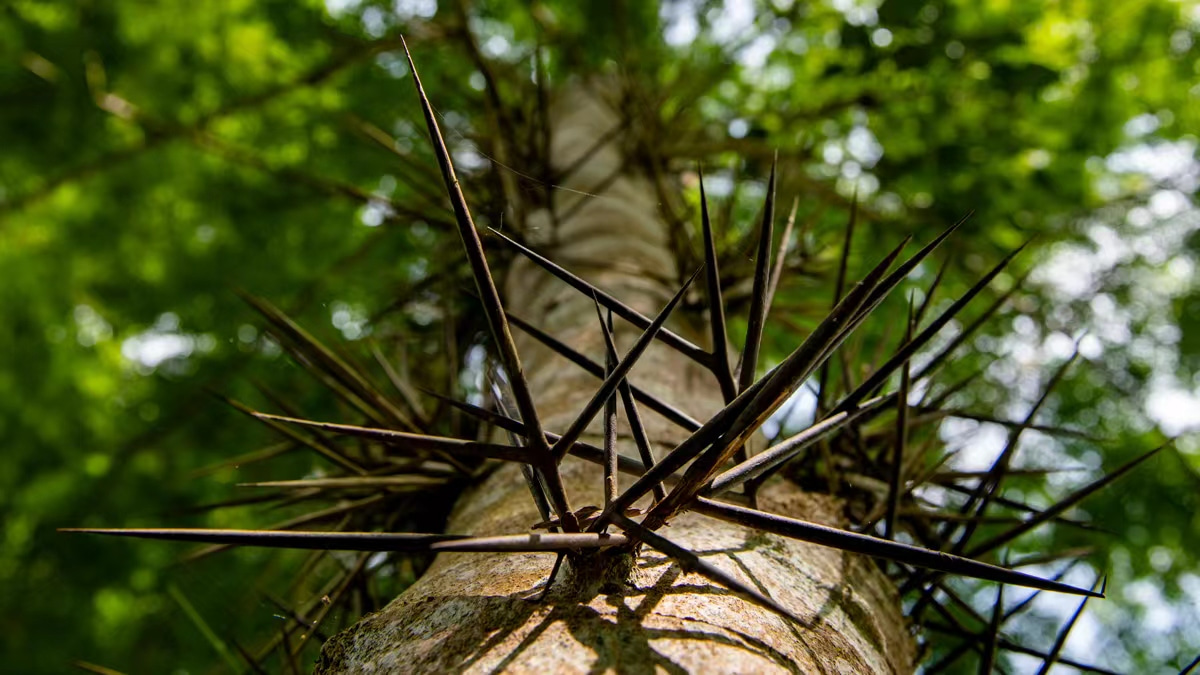 Image of a typical spiny plant Gleditsia microphylla (Fabaceae) native in Asia. (Photo by Xinwen Zhang)