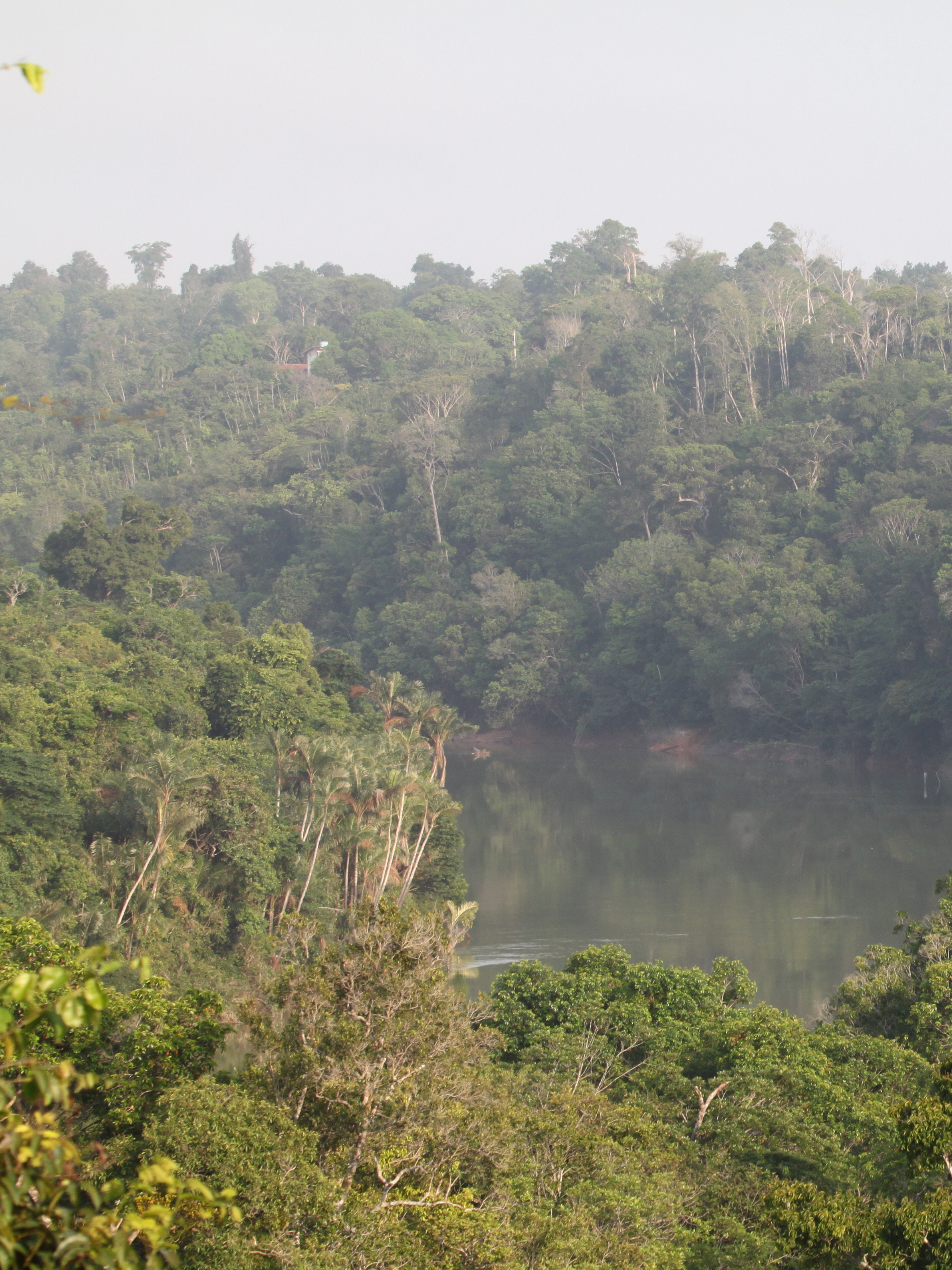 Areas transitioned to entirely new temperature averages were frequently in low-lying continental interiors with limited opportunity for species to access elevational climate gradients as existing in higher altitude forest such as the Kahuzi-Biéga National Park in Eastern DR Congo. Credit Matti Barthel.
