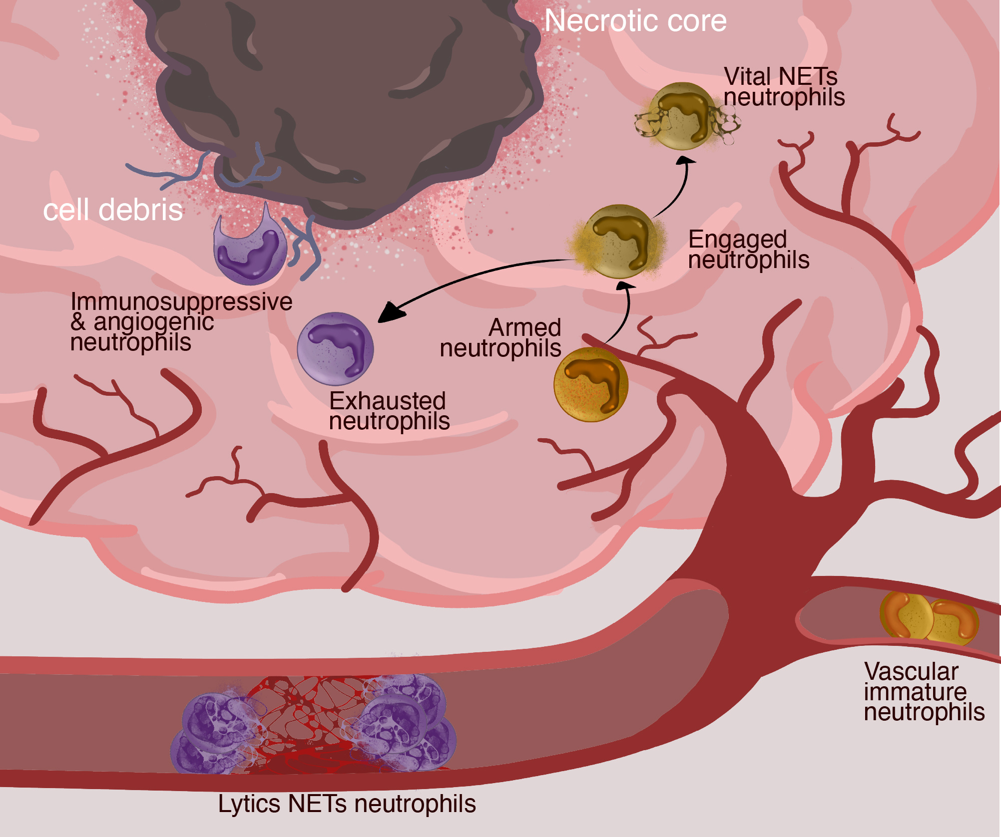 The 7 neutrophil functional states described by single cell proteomics