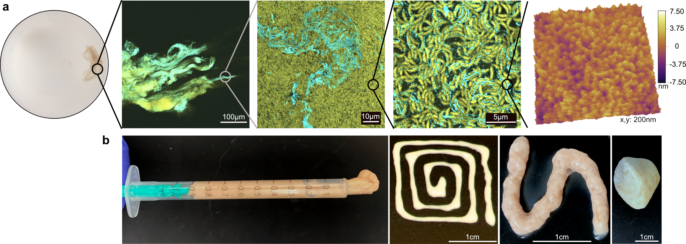 Images of hierarchical engineered living material from centimeter scale material in flask to confocal images of cells and matrix to atomic force microscopy showing brush-like matrix bound to cell surface. Images of material in syringe, extruded into a spiral and into a worm, and as a hard pellet.