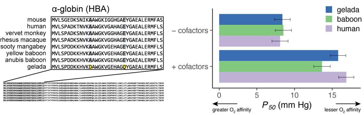 Hemoglobin-oxygen affinity in geladas