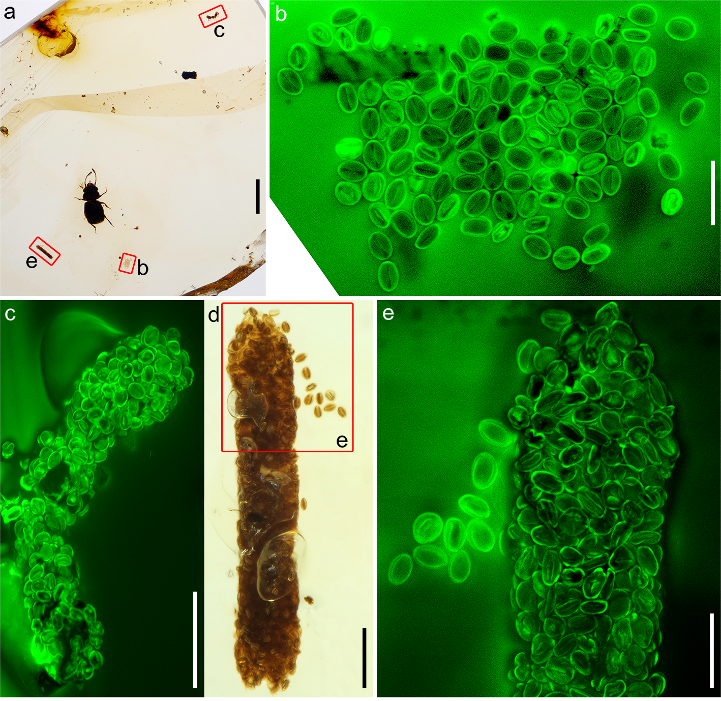 Aggregations of eudicot pollen and pollen-containing coprolites associated with Pelretes vivificus. a, Amber piece with P. vivificus, showing coprolites and one pollen aggregation. b–e, details of pollen under visible light (d) and confocal laser scanning microscopy (b, c, e). Scale bars: 1 mm (a), 50 μm in (b, e), 100 μm (c, d).