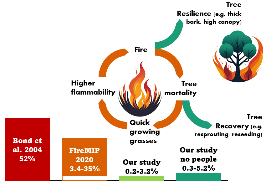 The impact of fire on tropical tree cover. 