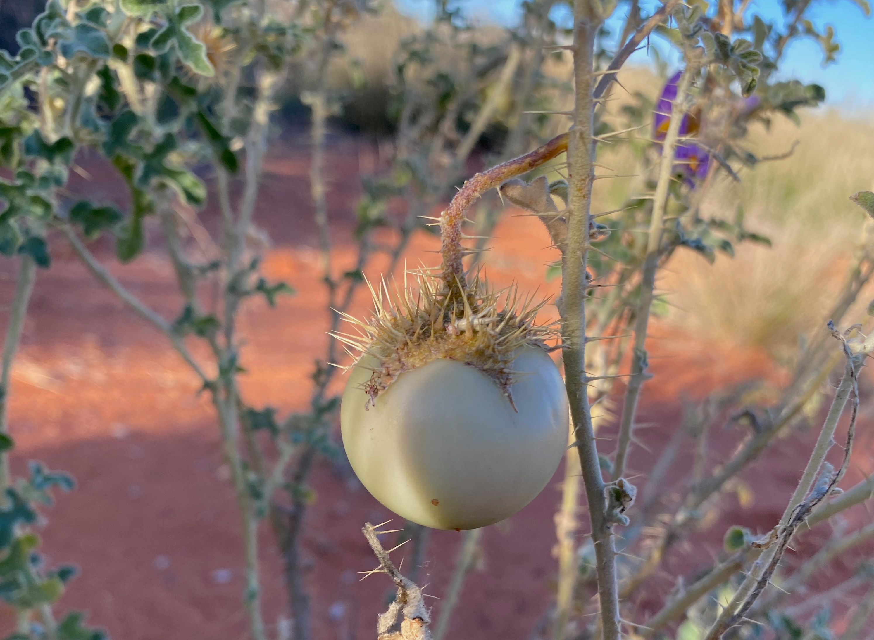 Solanum diversiflorum fruit