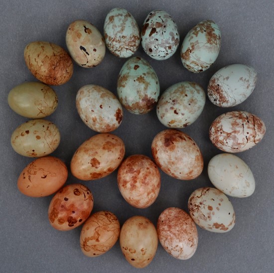 Photograph of eggs illustrating prinia egg signatures and cuckoo finch 'forgeries'