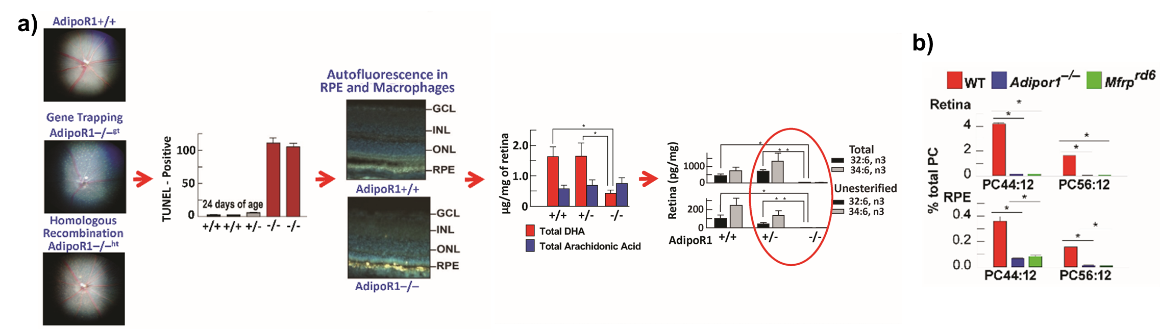 Figure 1. Photoreceptor degeneration leads to the depletion of ELV precursors. Figure 1. Photoreceptor degeneration leads to the depletion of ELV precursors.